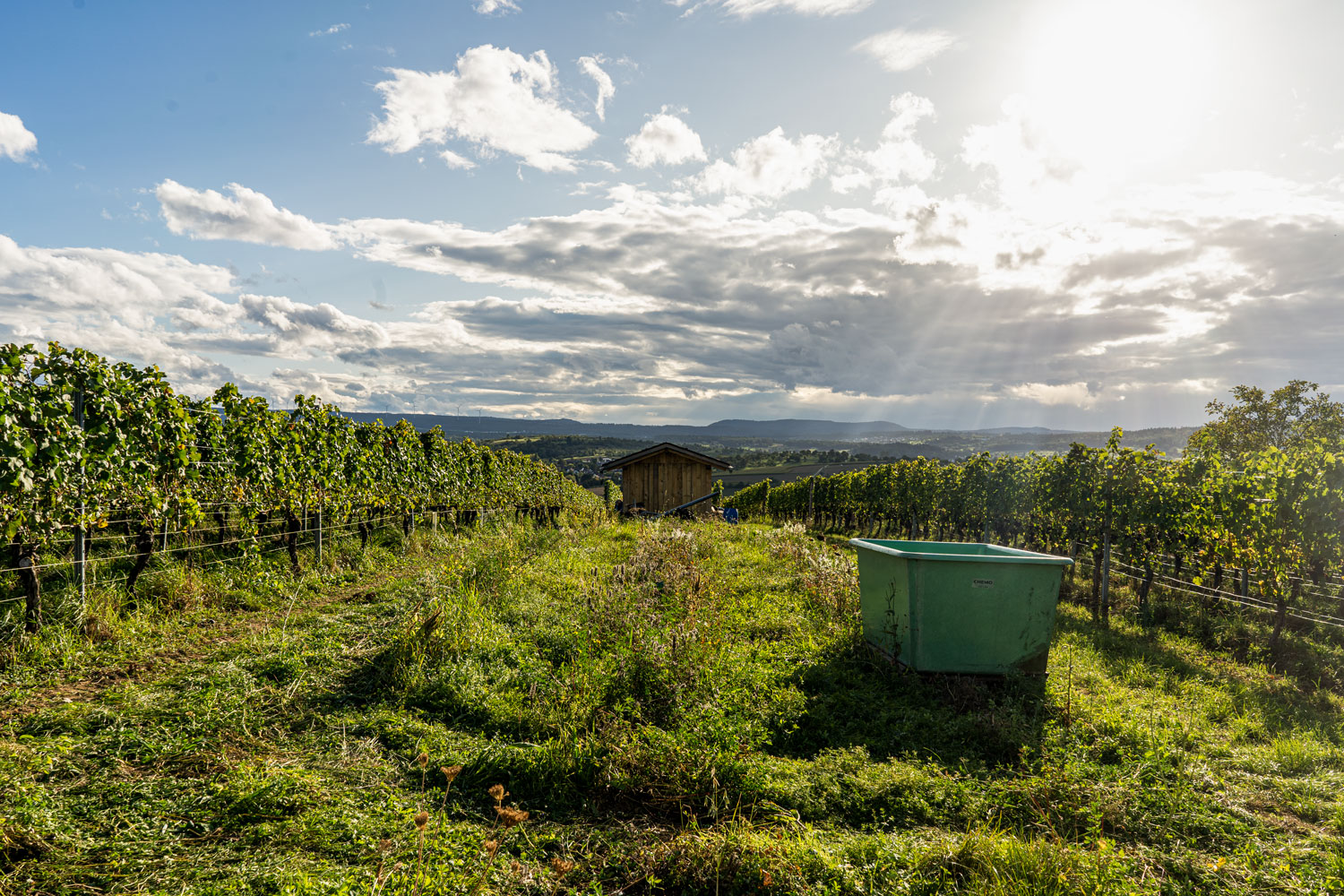 Weingut Header Bild